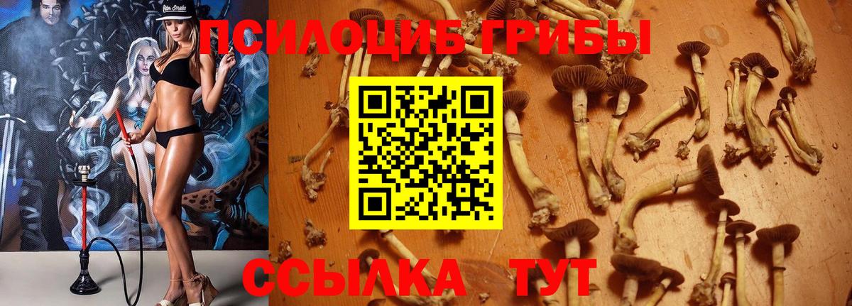 Псилоцибиновые грибы Cubensis  Вход с VPN  Рыбинск 